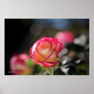 Double Delight Rose Poster