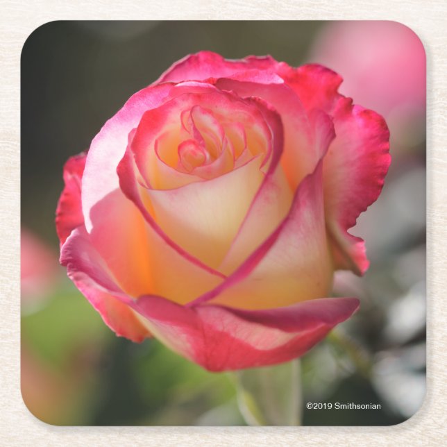 Double Delight Rose Square Paper Coaster (Front)