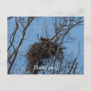 Double Eagle Trouble Postcard