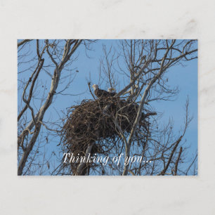 Double Eagle Trouble Postcard