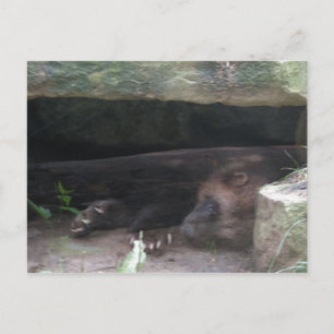 Double-Exposed Wolverine Rests, Shows Claws Postcard