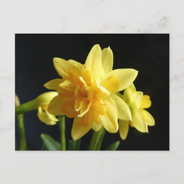 Double-flowered Daffodils DIY Postcard (Front)