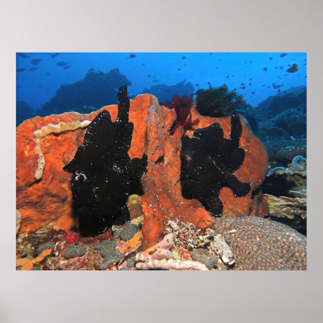 Double Giant Frogfish Poster (Front)