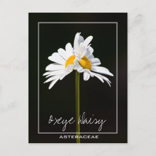 Double Headed White Daisy   Oxeye Daisy Photo Postcard