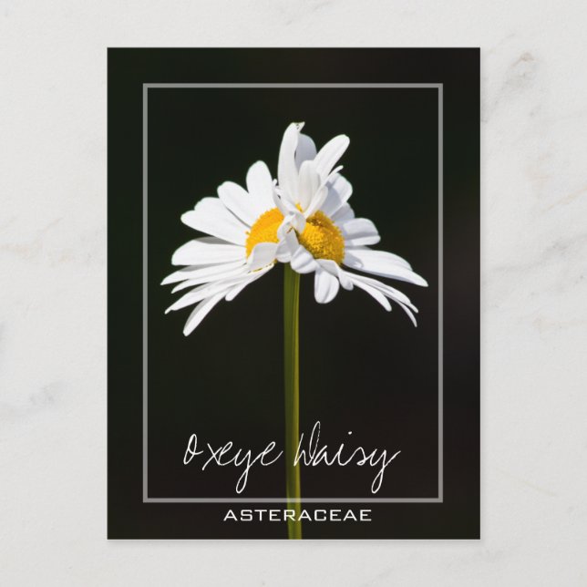 Double Headed White Daisy | Oxeye Daisy Photo Postcard (Front)