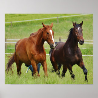 Double horses poster