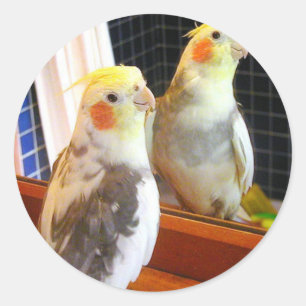 Double Image Of Fine Looking Parakeet Classic Round Sticker