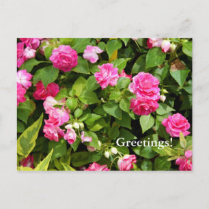Double Impatiens Postcard