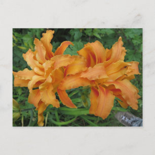 Double Lily Postcard