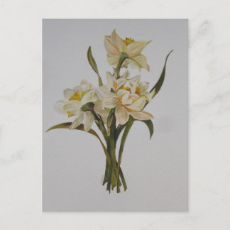 Double Narcissi Bouquet Floral Art Postcard