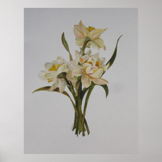 Double Narcissi Bouquet Floral Art Poster