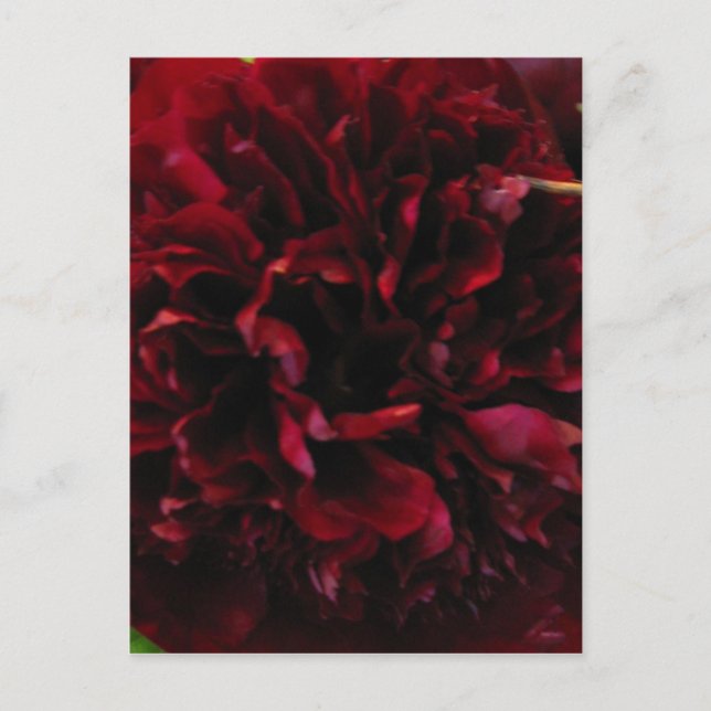Double Peony Tulip Postcard (Front)