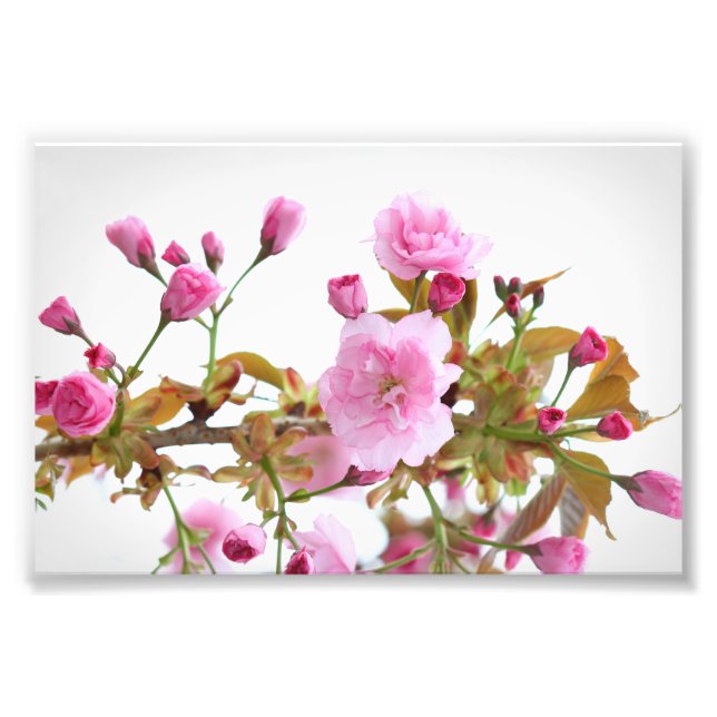 Double Pink Cherry Blossoms in Welcome Spring Photo Print (Front)