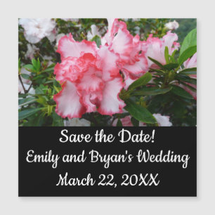 Double Red and White Azaleas Spring Floral