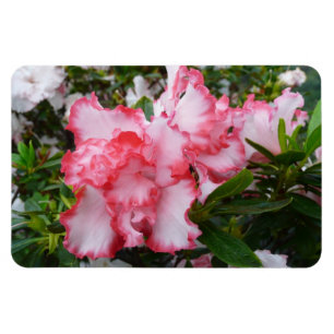 Double Red and White Azaleas Spring Floral Magnet