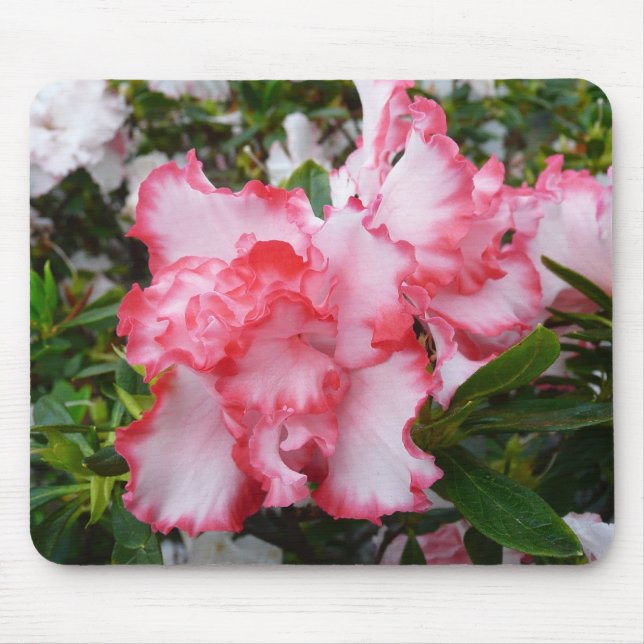 Double Red and White Azaleas Spring Floral Mouse Mat (Front)