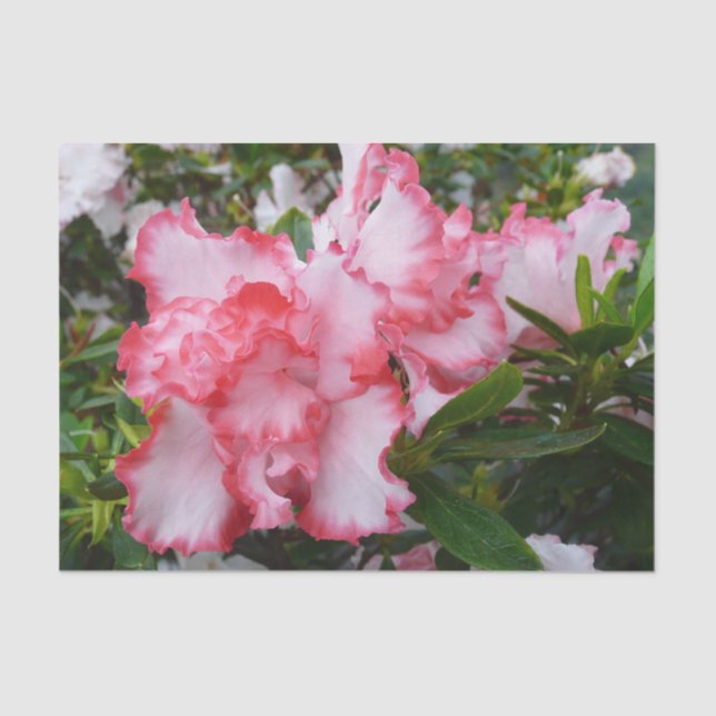 Double Red and White Azaleas Spring Floral Tissue Paper (Front)