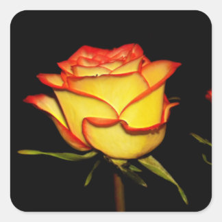 Double Red and Yellow Rose Bloom Square Sticker