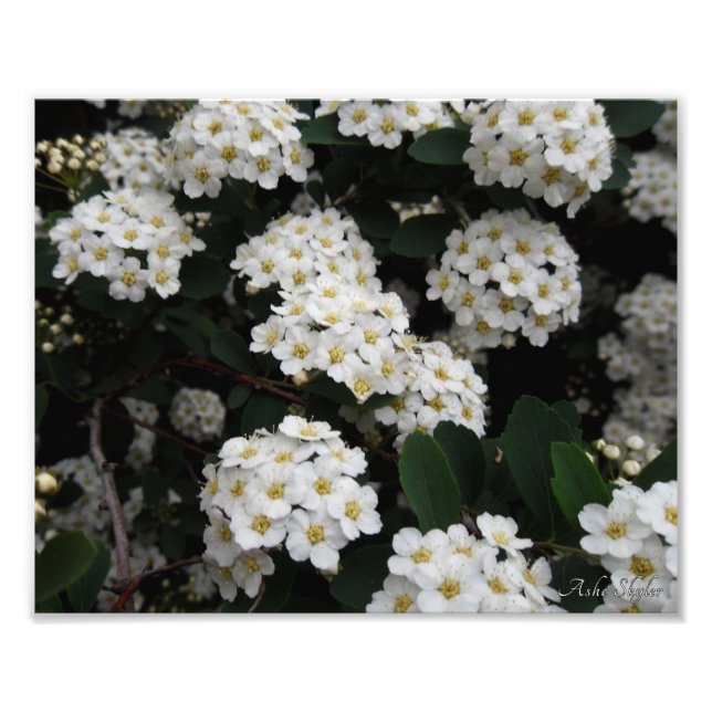 Double Spiraea Photo Print (Front)
