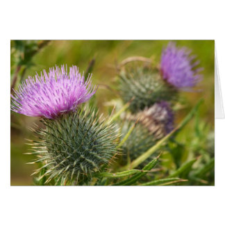 Double Thistle Card