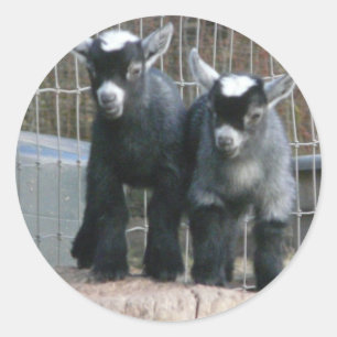 Double Trouble Classic Round Sticker