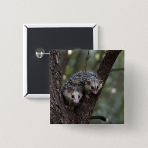Double Trouble in the Canopy: Twin Possums 15 Cm Square Badge