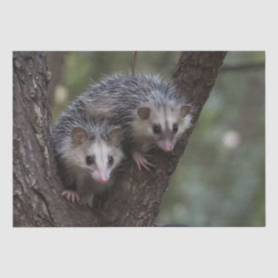 Double Trouble in the Canopy: Twin Possums Tissue Paper