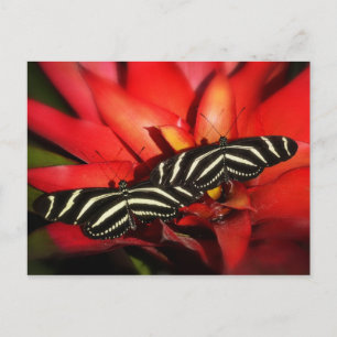 Double Trouble Postcard