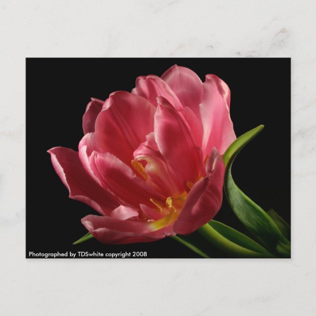 Double Tulip Blooms Spring Flower Postcard (Front)