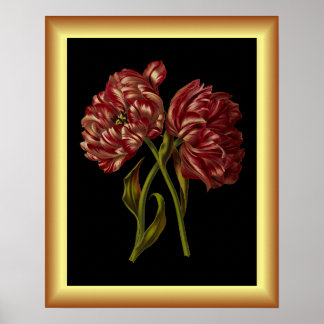 Double Tulips ~ Botanical Art Print ~ 