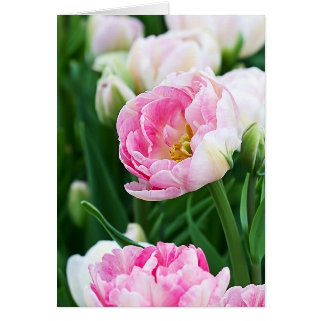 Double Tulips Spring Garden All Occasion (Front)