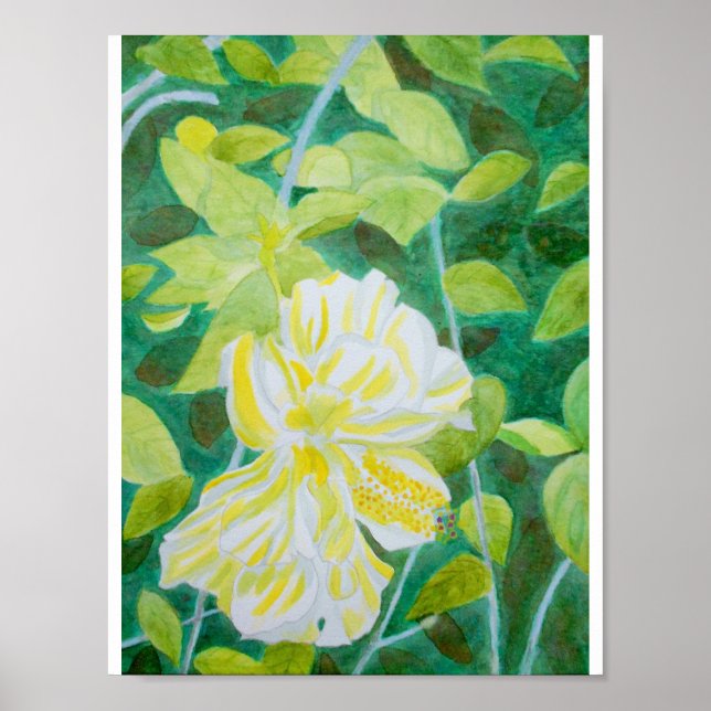 Double white hibiscus flower watercolor poster (Front)