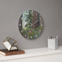 Douglas Fir Conifer Forest