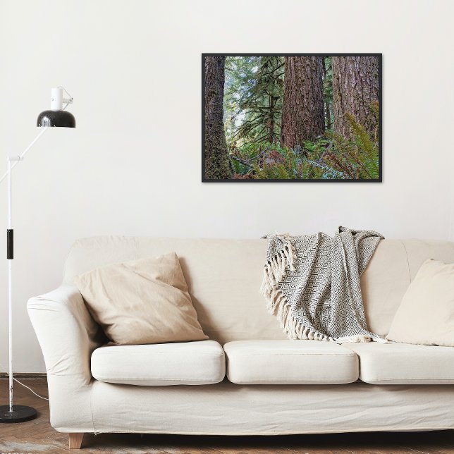 Douglas Fir Conifer Forest Poster (In Situ)