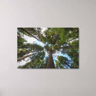 Douglas Fir tree canopy Canvas Print
