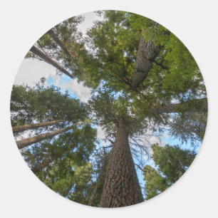 Douglas Fir tree canopy Classic Round Sticker
