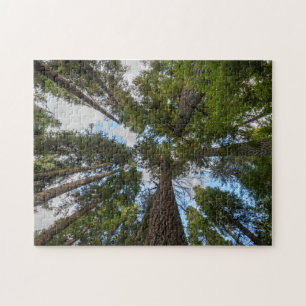 Douglas Fir tree canopy Jigsaw Puzzle