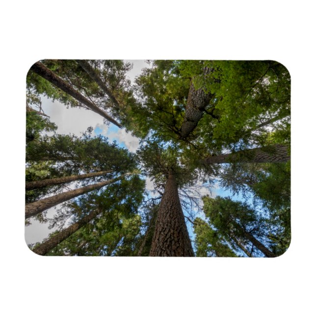 Douglas Fir tree canopy Magnet (Horizontal)