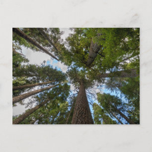 Douglas Fir tree canopy Postcard