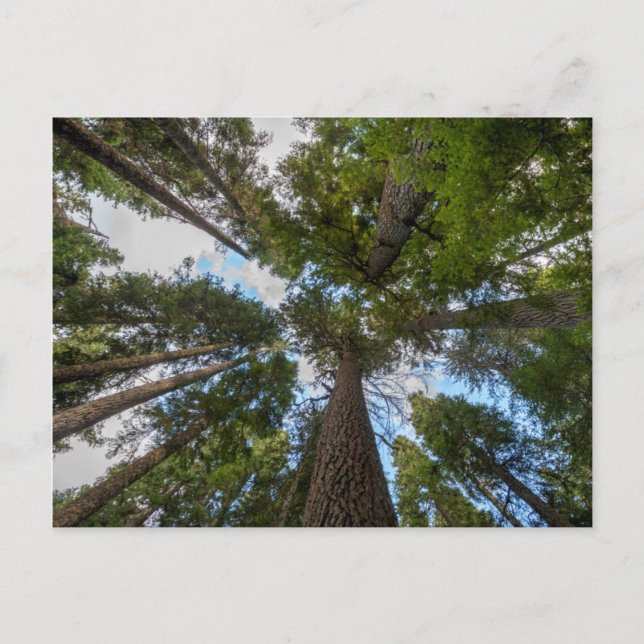 Douglas Fir tree canopy Postcard (Front)