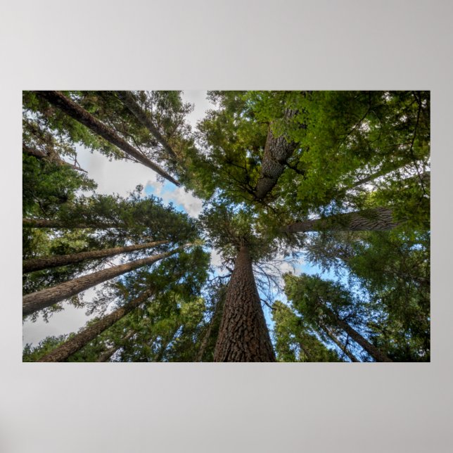 Douglas Fir tree canopy Poster (Front)