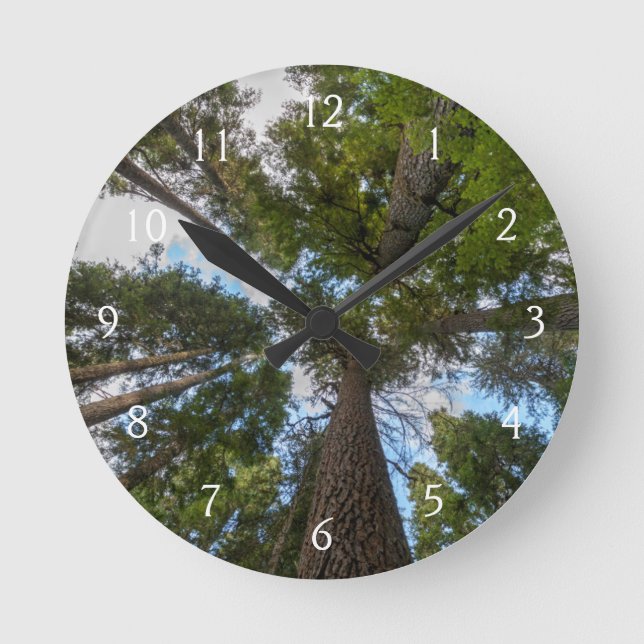 Douglas Fir tree canopy Round Clock (Front)