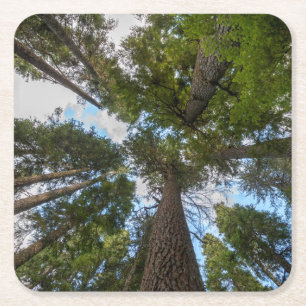 Douglas Fir tree canopy Square Paper Coaster