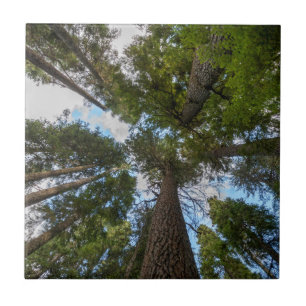 Douglas Fir tree canopy Tile