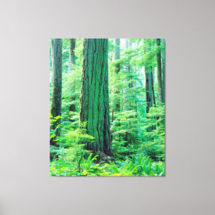 Douglas Fir tree Canvas Print