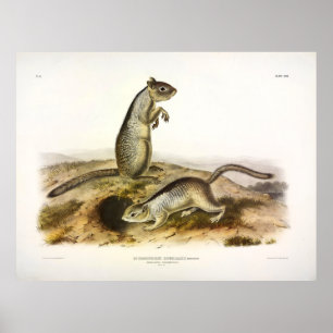 Douglass's Spermophile (Ground Squirrel) - Audubon Poster