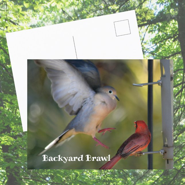 Dove and Cardinal Backyard Brawl Postcard (Creator Uploaded)