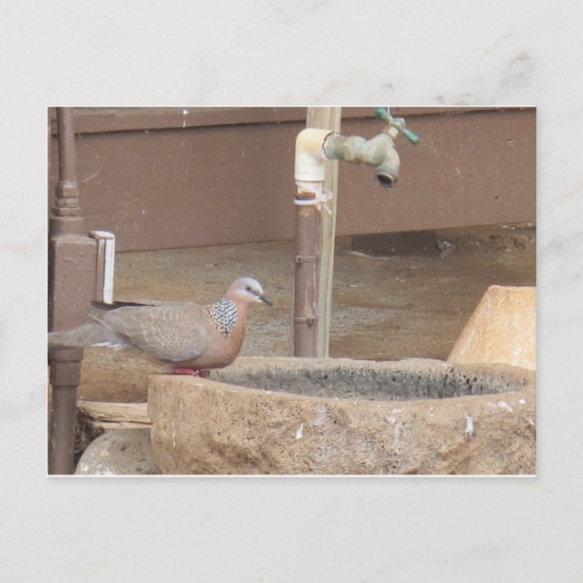 Dove at a fountain postcard (Front)