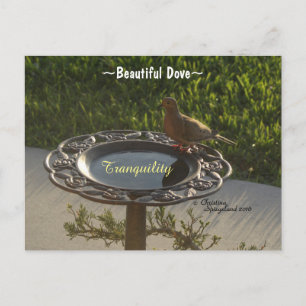 Dove bird Birdbath tranquillity Spiegeland Postcar Postcard