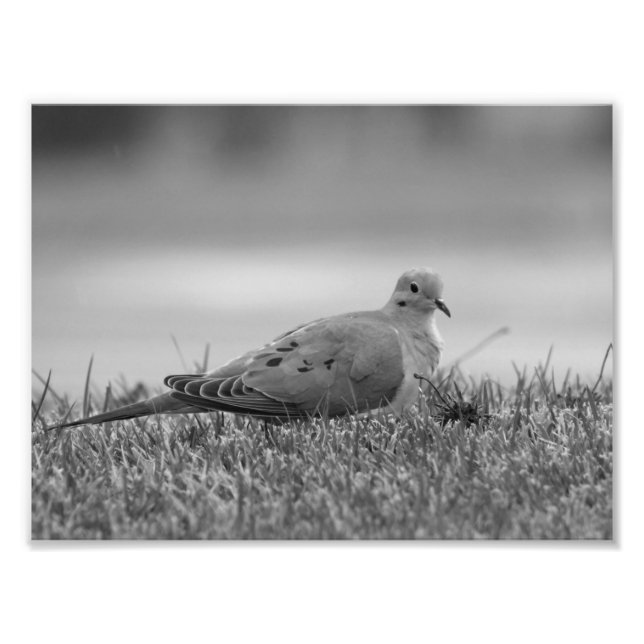 Dove Bird photo print (Front)